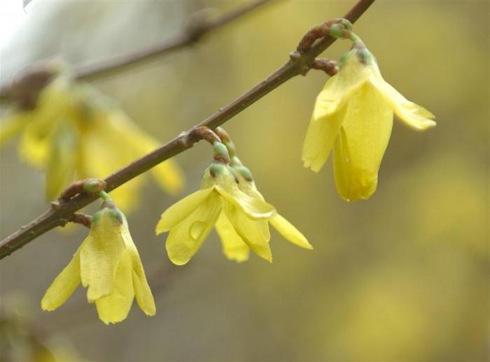 Forsythia - arbusto con fiori dorati: ideale per un giardino