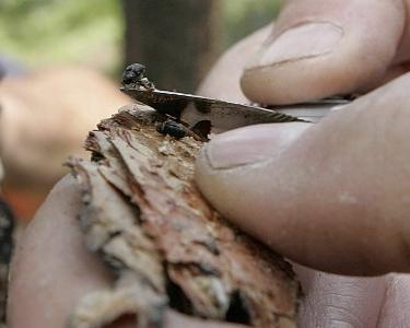 Come affrontare lo scarabeo di corteccia in giardino ea casa