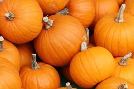 Come e quando piantare una zucca