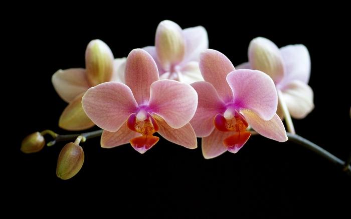 Come far crescere le orchidee a casa? Segreti di prendersi cura di questi fiori squisiti