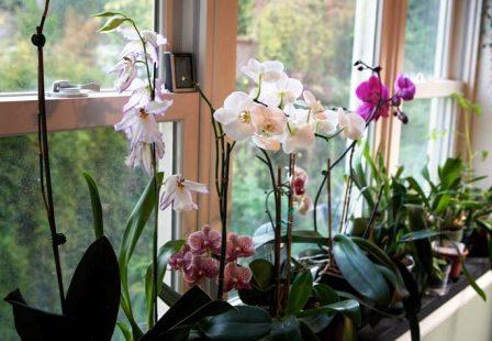 come far crescere un'orchidea a casa