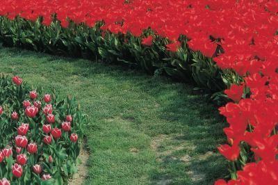 Quali fiori piantare su un letto di fiori. Decoriamo il giardino fiorito