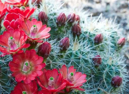 immagini di cactus in fiore