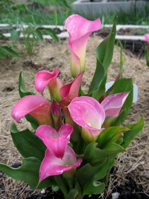 Fiori calla (cura)