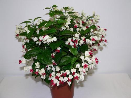 Il Clerodendrum di Thorpson è un simbolo di amore e felicità