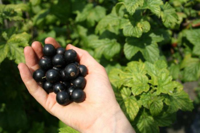 ribes nero nero 