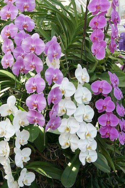 Orchidee reali: foto, assistenza domiciliare