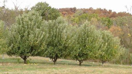 apple blossom sverdlovsk semina e cura 