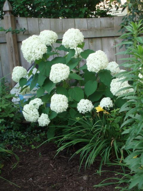 Hortensia in Siberia