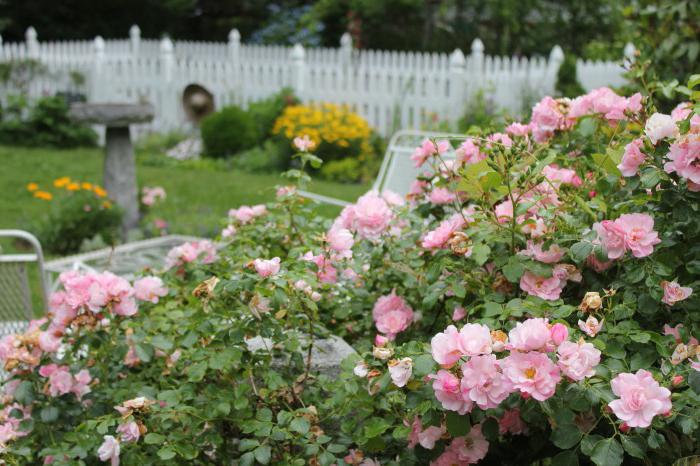 Rose del parco per la regione di Mosca 