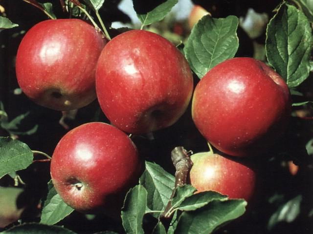 rosso primo albero di mele