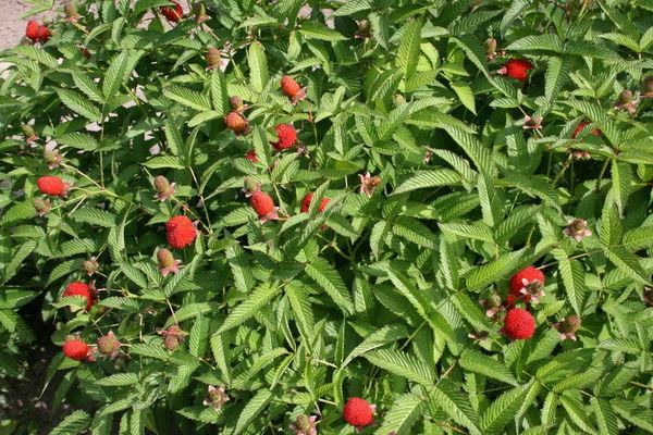 Raspberry Tibetan: descrizione, cura, riproduzione