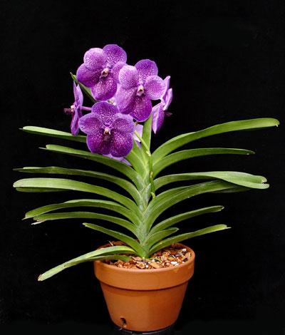 prezzo di orchidea vanda