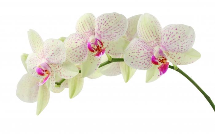 È possibile trapiantare un'orchidea in fiore o meglio aspettare?