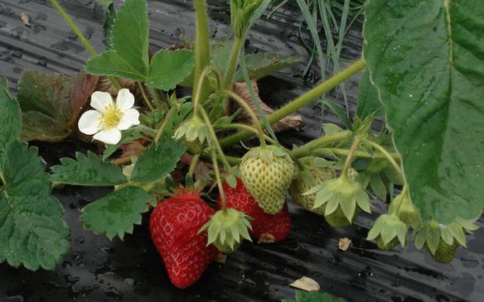 ammoniaca per giardino e frutteto