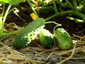 cetriolo castoro f1 