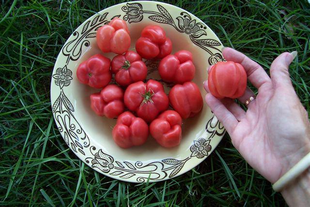 Descrizione e recensioni: pomodori 