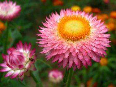 Helichrysum dei fiori autunnali: cresce dai semi