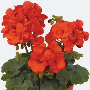 Pelargonium zonale: il fascino della bellezza