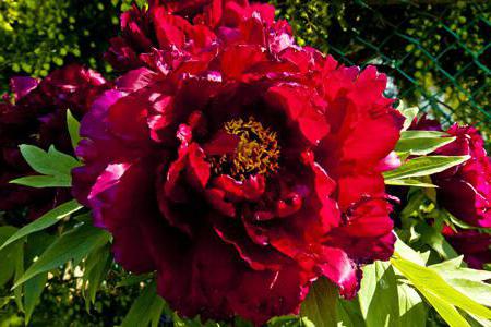 Peony Red Magic è la scelta migliore per il tuo giardino