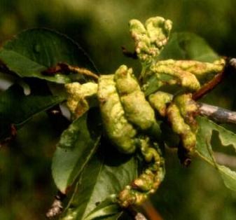 Perché le foglie ingialliscono e come aiutare l'albero?