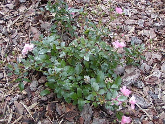 fodera rosa delle fate