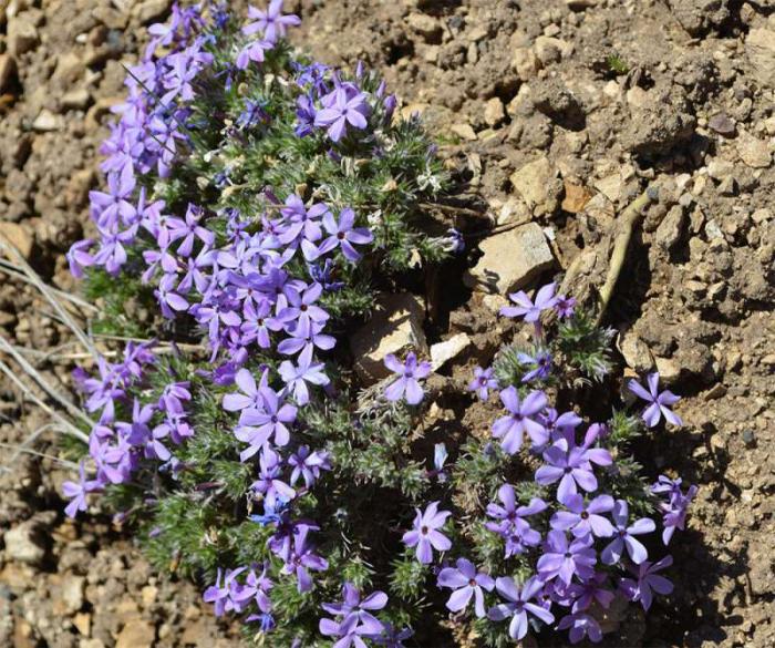 come piantare phlox in primavera