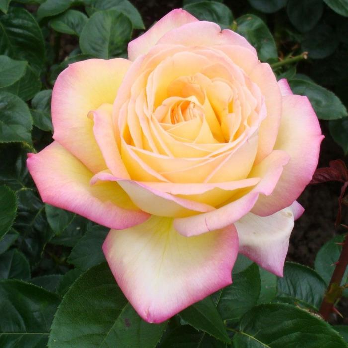 Rose Gloria Day: il fiore più popolare della storia