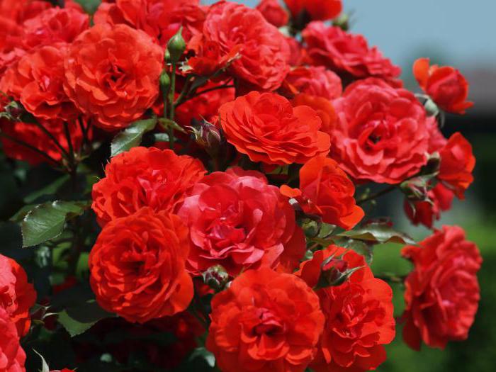 foto di cura di atterraggio delle rose del giardino