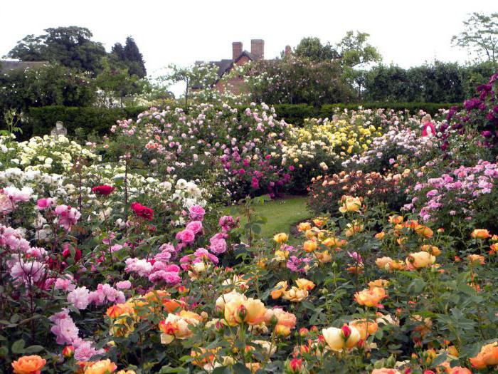 foto di coltivazione di rose da giardino