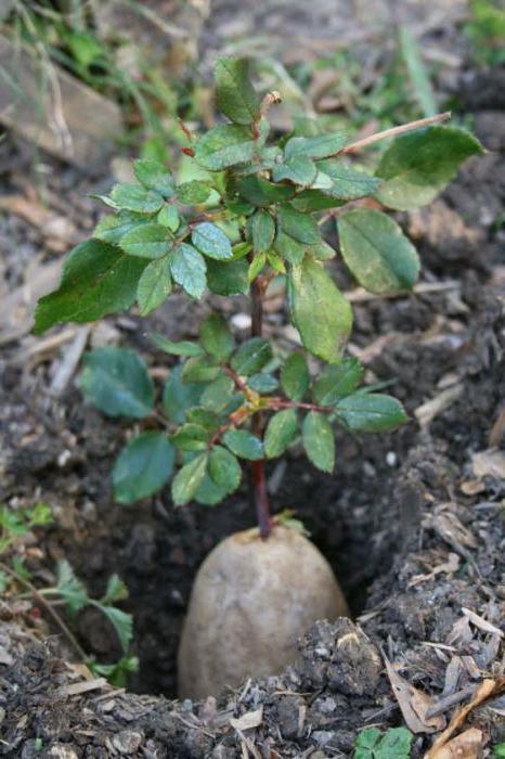 cura e piantagione di rose da giardino 