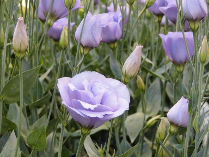 piantagione di rose da giardino e cura all'aperto