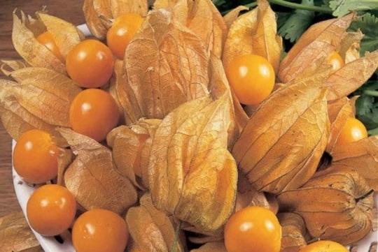 Physalis commestibile: cresce dai semi