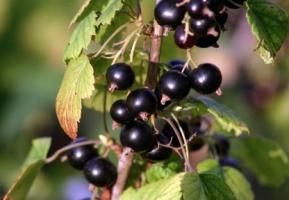 Segreti del giardinaggio: un trapianto di ribes in autunno