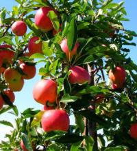 condimento per albero di mele autunnale