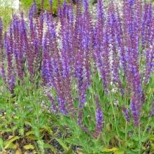 salvia di quercia