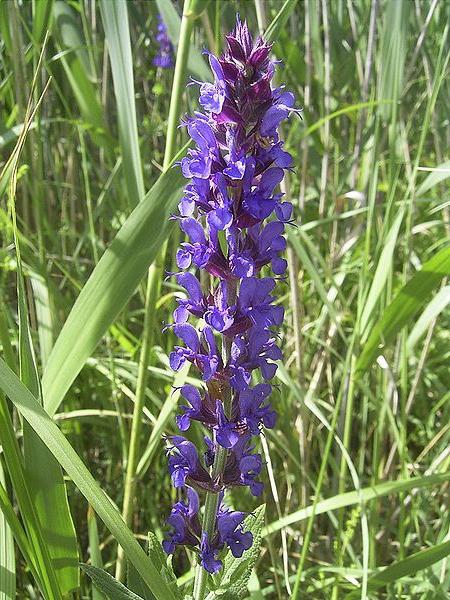 salvia legno di quercia