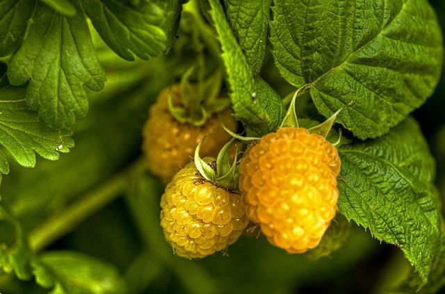 Lamponi gialli dolci e sani