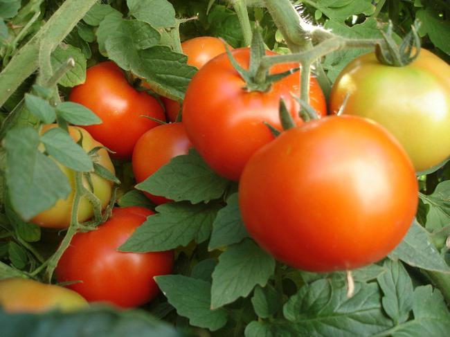 Varietà di steli di pomodoro. Come prendersi cura dei gambi di pomodoro