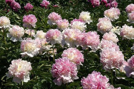 Suggerimenti per il giardinaggio: quando ripiantare le peonie