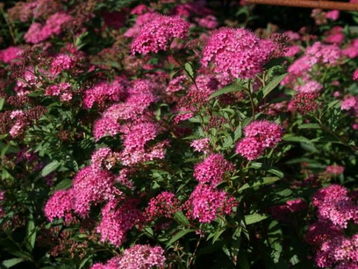 Spirea Bumalda