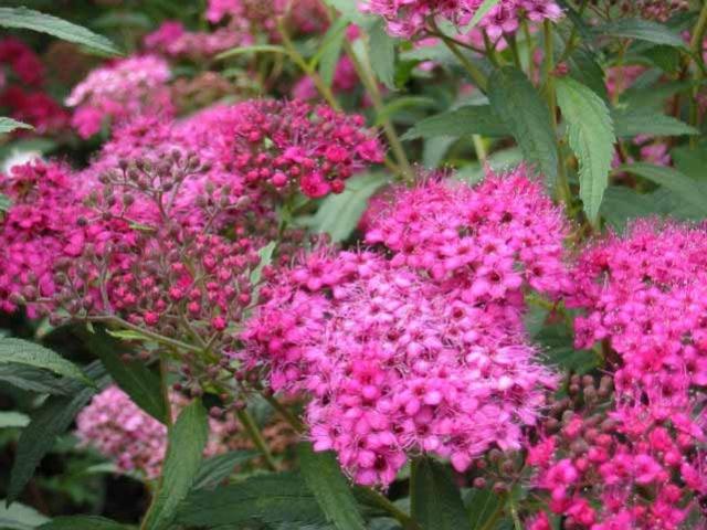 Spirea Bumalda - un arbusto spettacolare