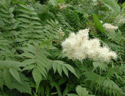 Spirea rowan lascia