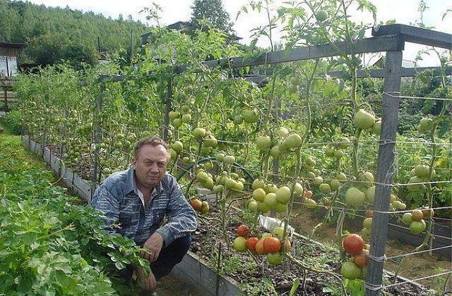 varietà di pomodoro elefante rosa