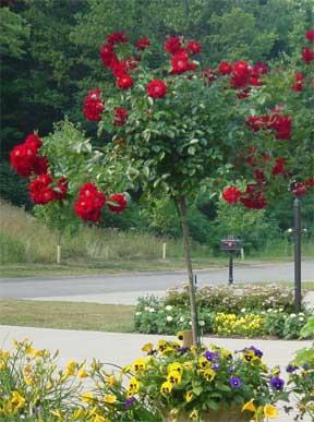 Prendersi cura di rose in estate - creando le migliori condizioni per una pianta