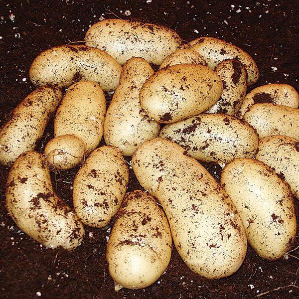 Coltiviamo patate grado 