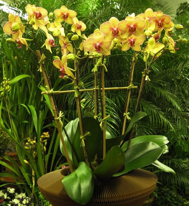 Crescente bellissima phalaenopsis a casa