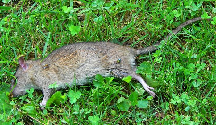 cosa vedono ratti e topi morti?