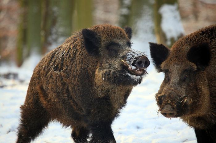 uccidere un cinghiale in un sogno