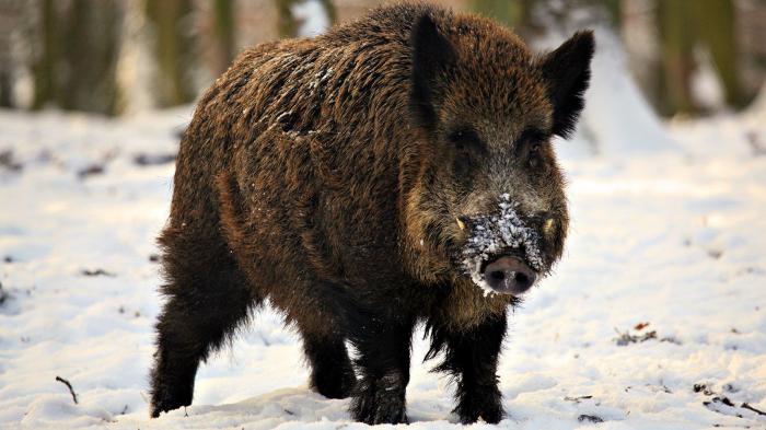 vedere un cinghiale in un sogno